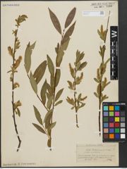 Foto von Salix alba L. x Salix pentandra L.
